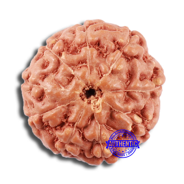 9 Mukhi Rudraksha from Indonesia - Bead No. 66