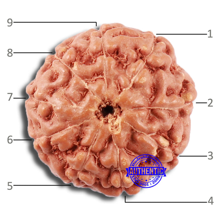 9 Mukhi Rudraksha from Indonesia - Bead No. 66