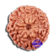 Load image into Gallery viewer, 9 Mukhi Rudraksha from Indonesia - Bead No. 66
