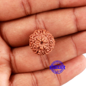 9 Mukhi Rudraksha from Indonesia - Bead No. 66