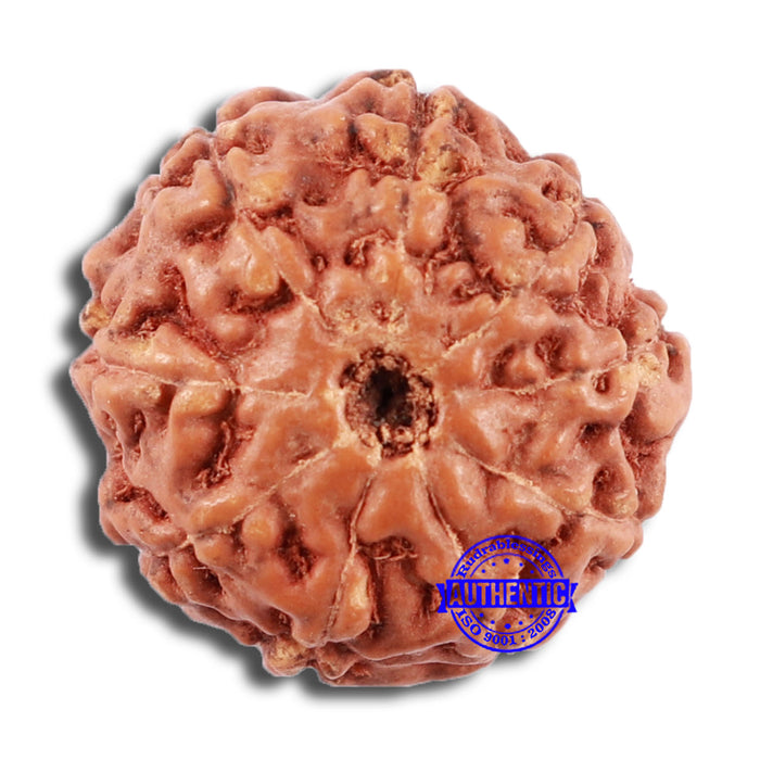 9 Mukhi Rudraksha from Indonesia - Bead No. 68