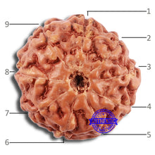 Load image into Gallery viewer, 9 Mukhi Rudraksha from Indonesia - Bead No. 68
