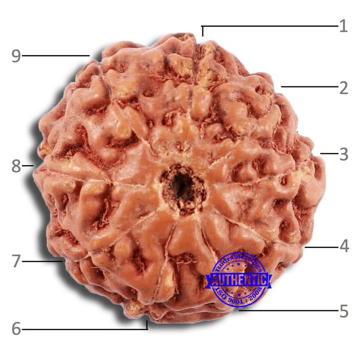 9 Mukhi Rudraksha from Indonesia - Bead No. 68