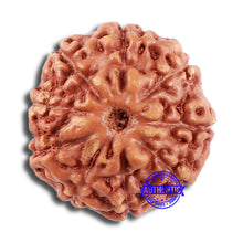 Load image into Gallery viewer, 9 Mukhi Rudraksha from Indonesia - Bead No. 68
