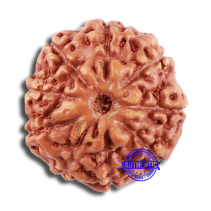 9 Mukhi Rudraksha from Indonesia - Bead No. 68