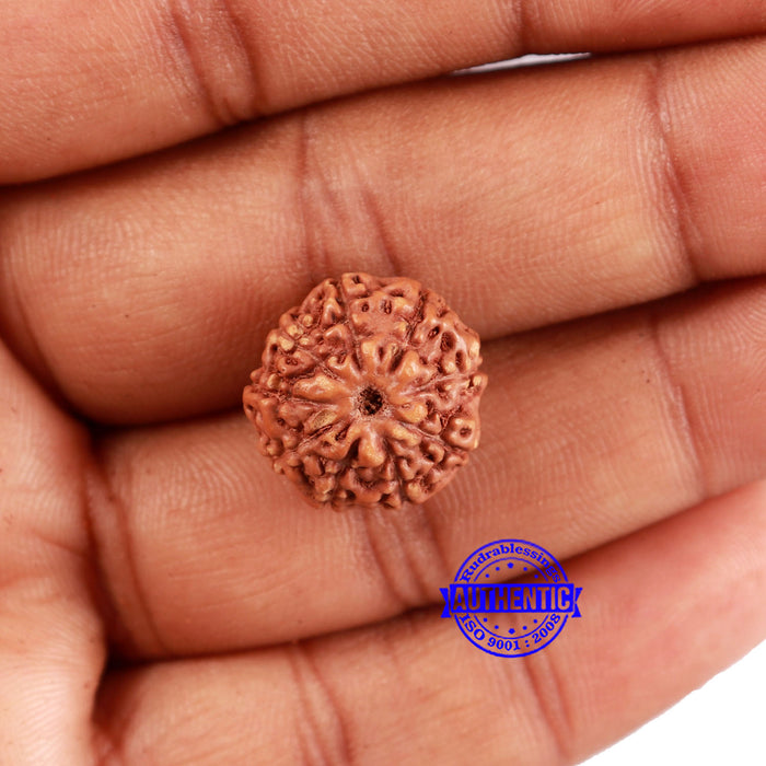 9 Mukhi Rudraksha from Indonesia - Bead No. 68