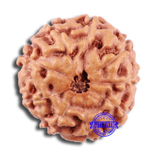 Load image into Gallery viewer, 9 Mukhi Rudraksha from Indonesia - Bead No. 6

