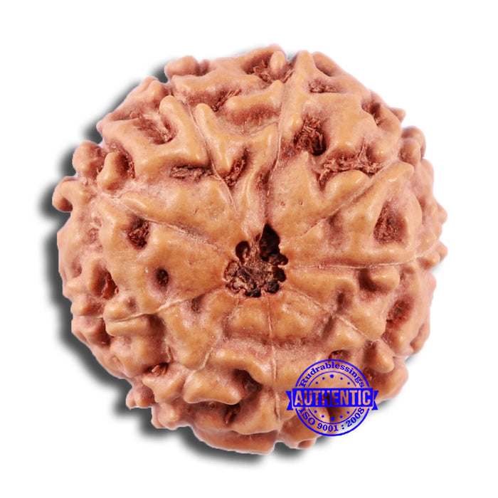 9 Mukhi Rudraksha from Indonesia - Bead No. 6