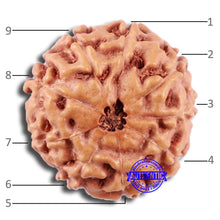 Load image into Gallery viewer, 9 Mukhi Rudraksha from Indonesia - Bead No. 6
