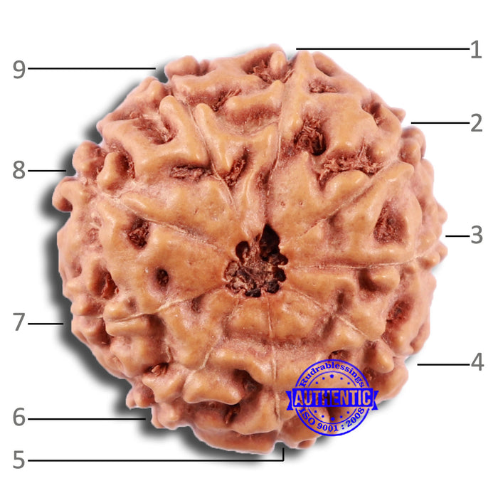 9 Mukhi Rudraksha from Indonesia - Bead No. 6