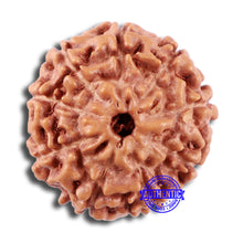 Load image into Gallery viewer, 9 Mukhi Rudraksha from Indonesia - Bead No. 6
