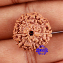 Load image into Gallery viewer, 9 Mukhi Rudraksha from Indonesia - Bead No. 6

