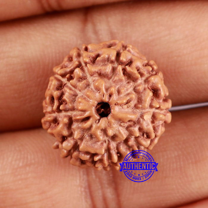 9 Mukhi Rudraksha from Indonesia - Bead No. 6