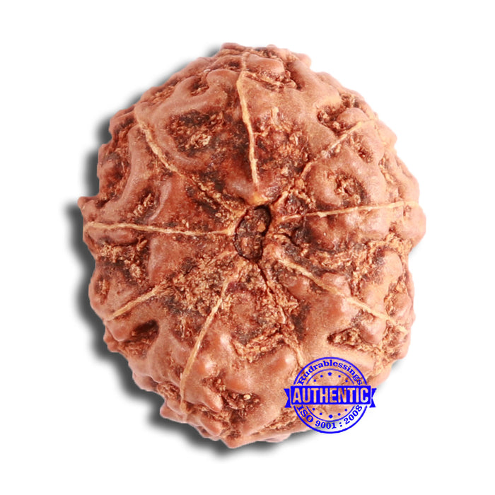 9 Mukhi Rudraksha from Indonesia - Bead No. 72