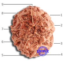 Load image into Gallery viewer, 9 Mukhi Rudraksha from Indonesia - Bead No. 72
