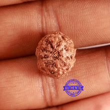 Load image into Gallery viewer, 9 Mukhi Rudraksha from Indonesia - Bead No. 72
