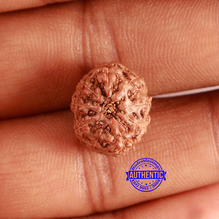 9 Mukhi Rudraksha from Indonesia - Bead No. 72
