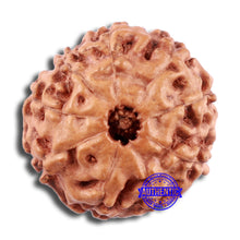 Load image into Gallery viewer, 9 Mukhi Rudraksha from Indonesia - Bead No. 7
