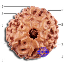 Load image into Gallery viewer, 9 Mukhi Rudraksha from Indonesia - Bead No. 7
