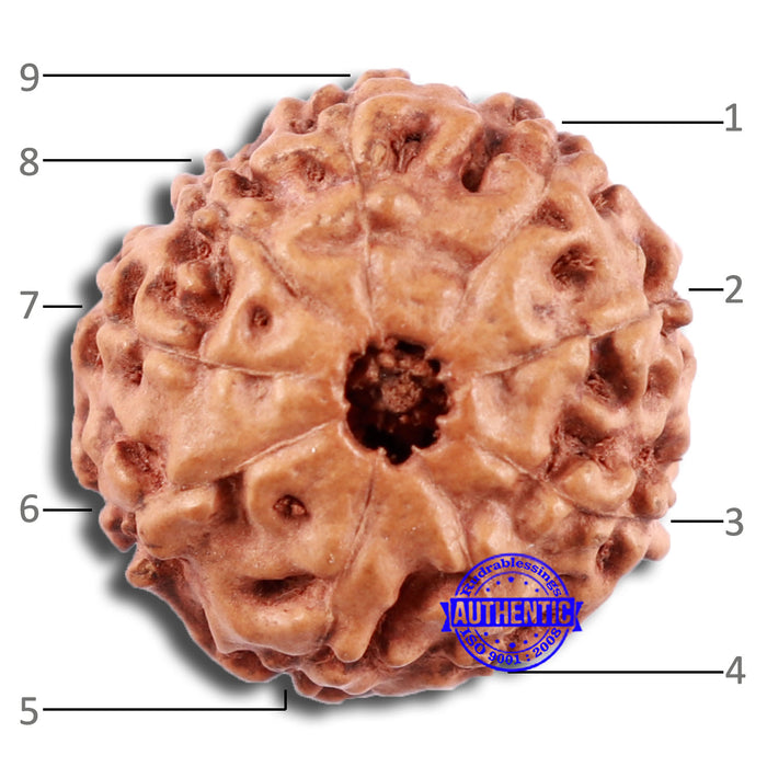 9 Mukhi Rudraksha from Indonesia - Bead No. 7