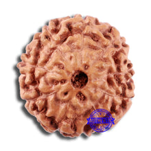Load image into Gallery viewer, 9 Mukhi Rudraksha from Indonesia - Bead No. 7
