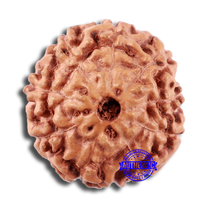 9 Mukhi Rudraksha from Indonesia - Bead No. 7
