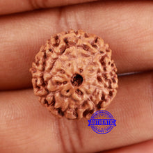 Load image into Gallery viewer, 9 Mukhi Rudraksha from Indonesia - Bead No. 7
