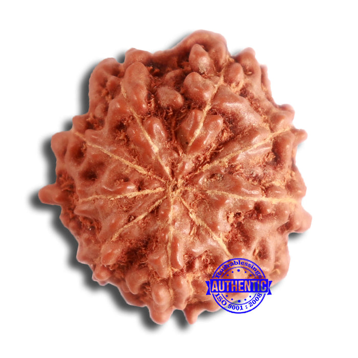 9 Mukhi Rudraksha from Indonesia - Bead No. 84