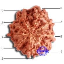 Load image into Gallery viewer, 9 Mukhi Rudraksha from Indonesia - Bead No. 84
