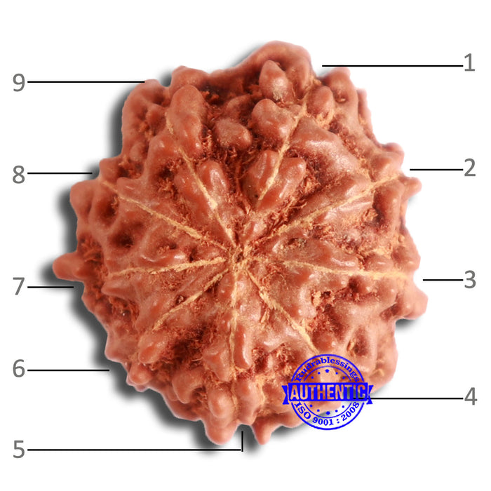 9 Mukhi Rudraksha from Indonesia - Bead No. 84