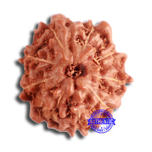 Load image into Gallery viewer, 9 Mukhi Rudraksha from Indonesia - Bead No. 84
