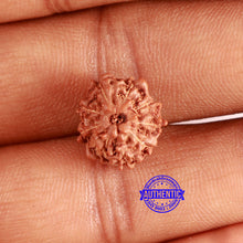 Load image into Gallery viewer, 9 Mukhi Rudraksha from Indonesia - Bead No. 84
