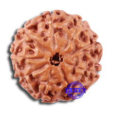 Load image into Gallery viewer, 9 Mukhi Rudraksha from Indonesia - Bead No. 9
