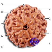 Load image into Gallery viewer, 9 Mukhi Rudraksha from Indonesia - Bead No. 9
