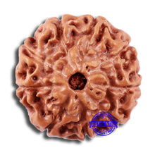 Load image into Gallery viewer, 9 Mukhi Rudraksha from Indonesia - Bead No. 9

