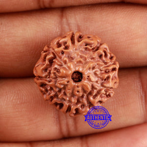 9 Mukhi Rudraksha from Indonesia - Bead No. 9