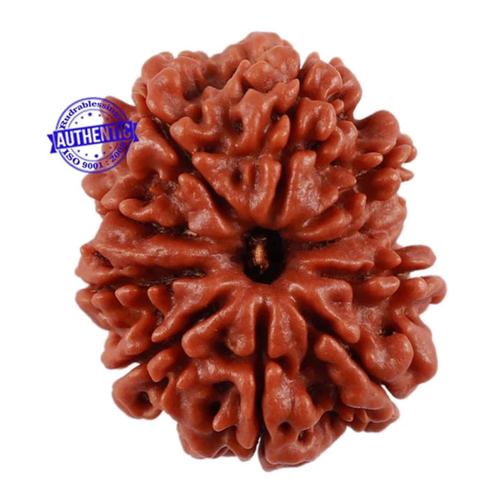 9 Mukhi Nepalese Rudraksha - Bead No. 12