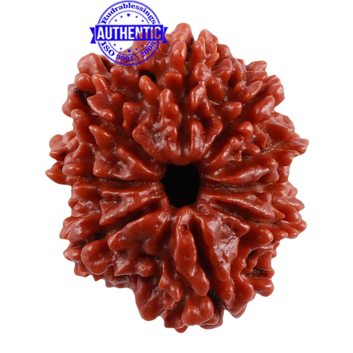 9 Mukhi Nepalese Rudraksha - Bead No. 148