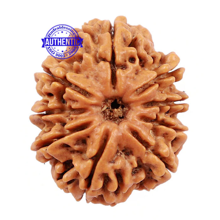 9 Mukhi Nepalese Rudraksha - Bead No. 166