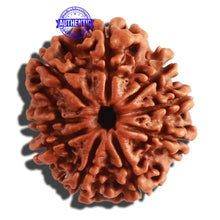 Load image into Gallery viewer, 9 Mukhi Nepalese Rudraksha - Bead No. 308

