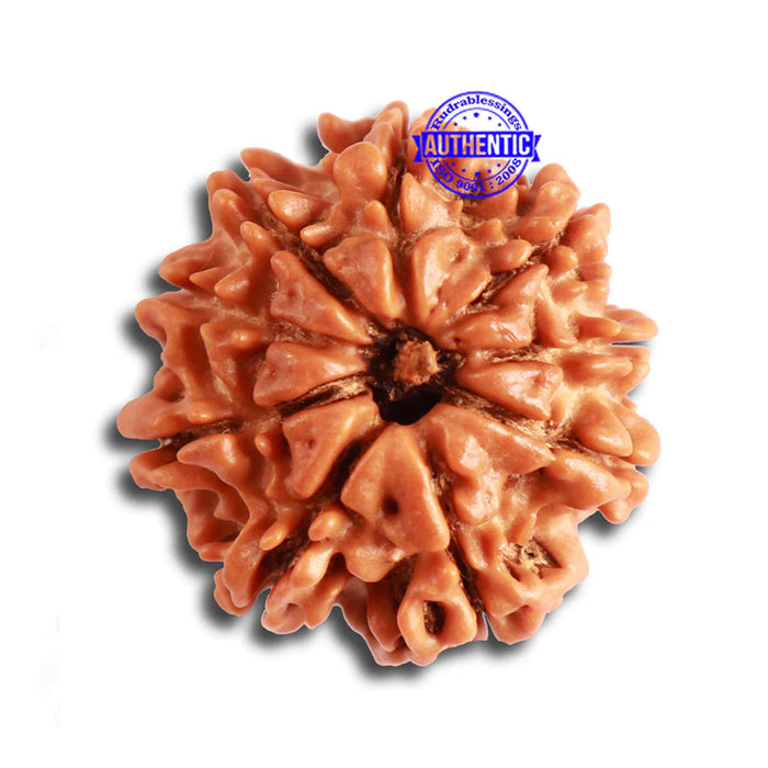 9 Mukhi Nepalese Rudraksha - Bead No. 330
