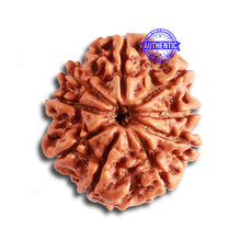 Load image into Gallery viewer, 9 Mukhi Nepalese Rudraksha - Bead No. 332
