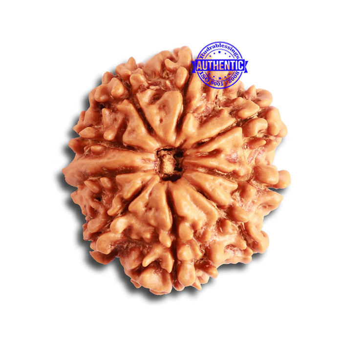 9 Mukhi Nepalese Rudraksha - Bead No. 334