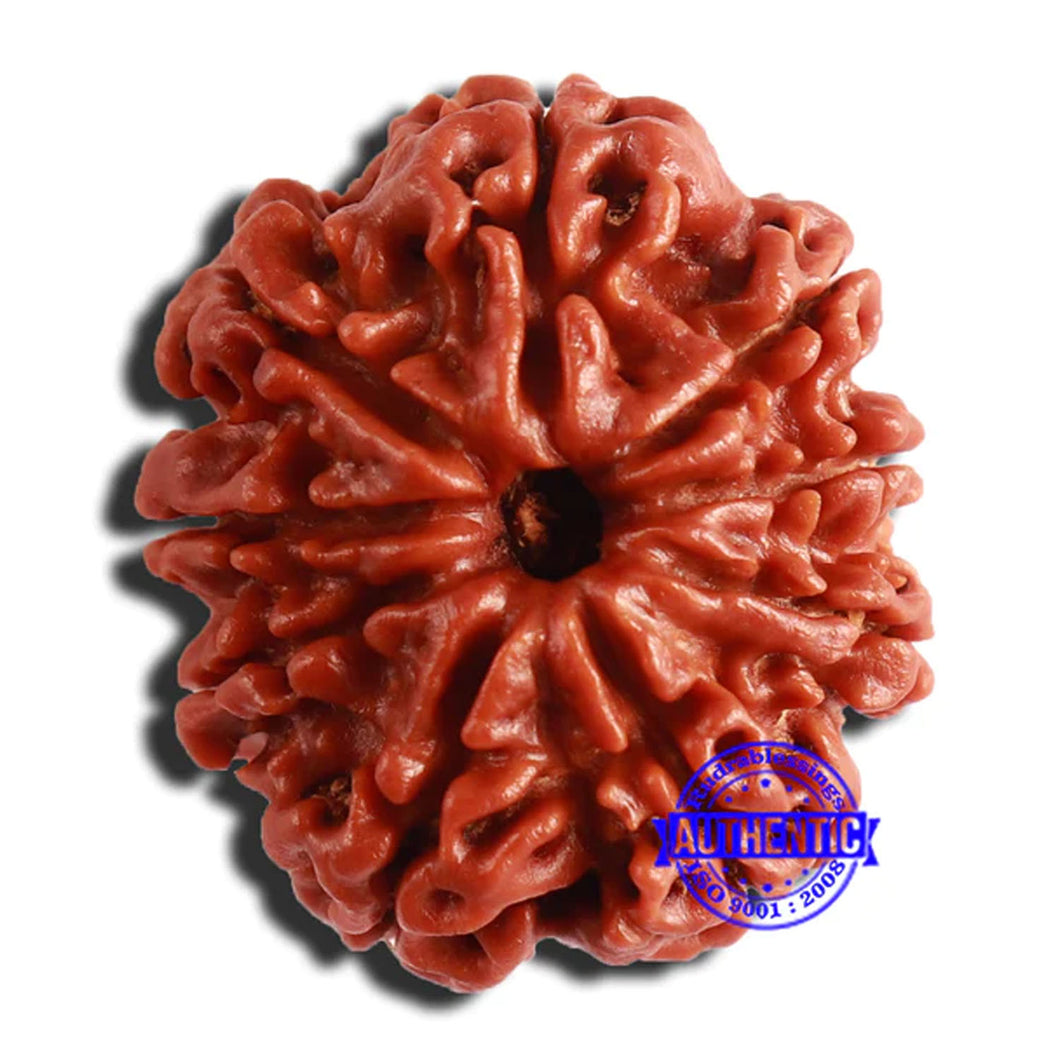 9 Mukhi Nepalese Rudraksha - Bead No 351