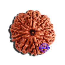 Load image into Gallery viewer, 9 Mukhi Nepalese Rudraksha - Bead No. 358
