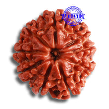Load image into Gallery viewer, 9 Mukhi Nepalese Rudraksha - Bead No. 365
