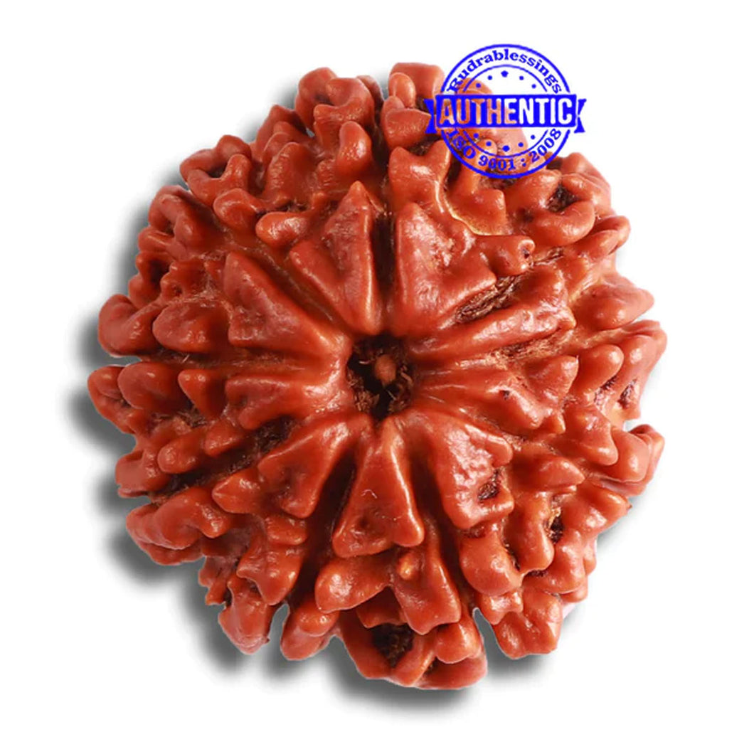 9 Mukhi Nepalese Rudraksha - Bead No. 365