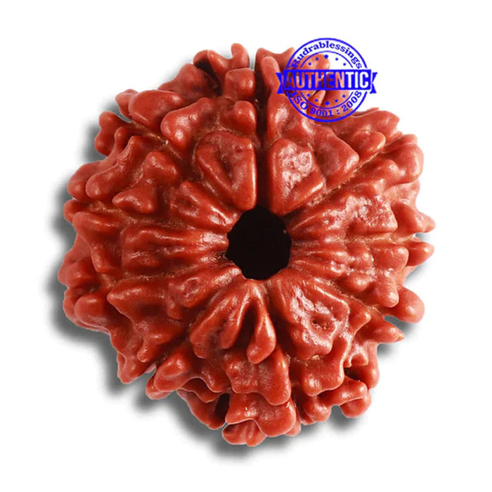 9 Mukhi Nepalese Rudraksha - Bead No. 366