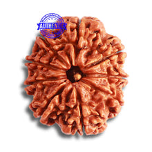 Load image into Gallery viewer, 9 Mukhi Nepalese Rudraksha - Bead No. 369
