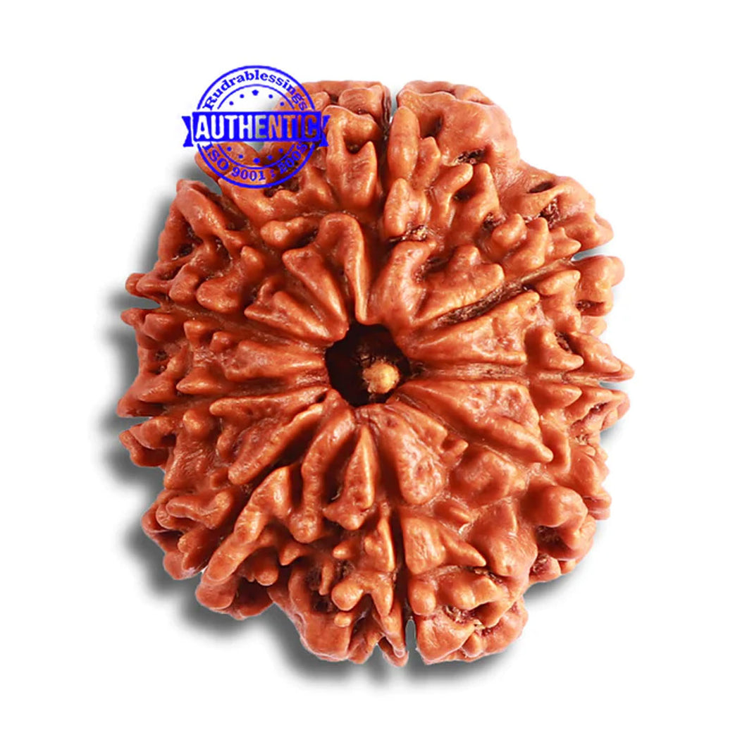 9 Mukhi Nepalese Rudraksha - Bead No. 369